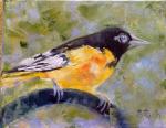 Oriole, oriols, bird, birds Baltimore